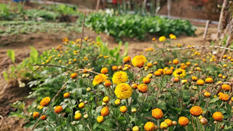 알콩달콩 주말농장 사진 1