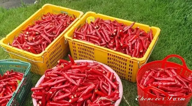 에벤에셀농장 사진 2