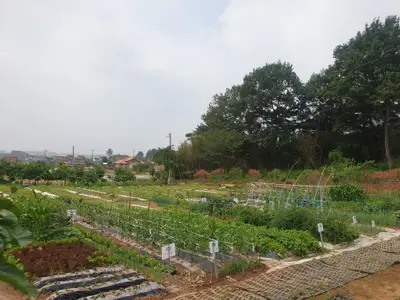 임상리 삼성 주말농장