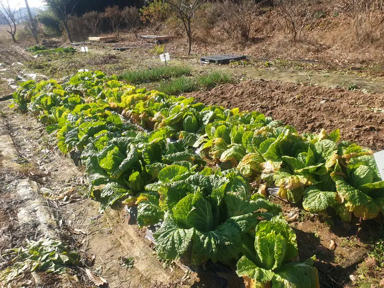임상리 삼성 주말농장 사진 2