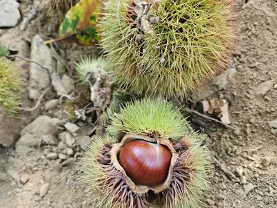 가고파농장