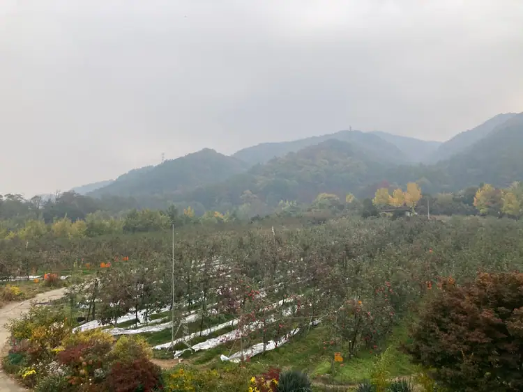 참된농부가사과농장 사진 3
