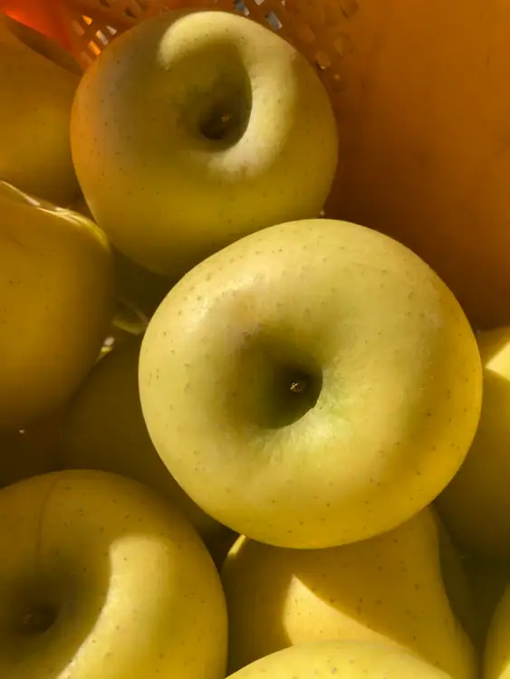 참된농부가사과농장 사진 5