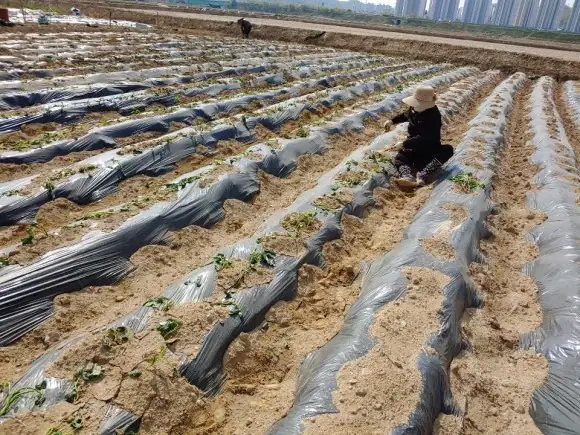 시흥 갯골농장 사진 2