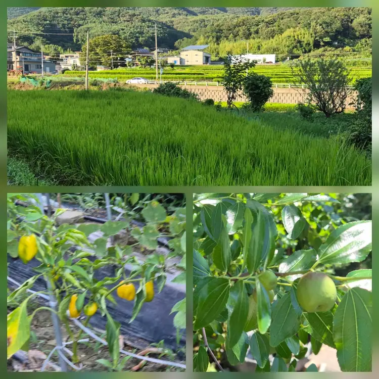 해원농장 사진 2
