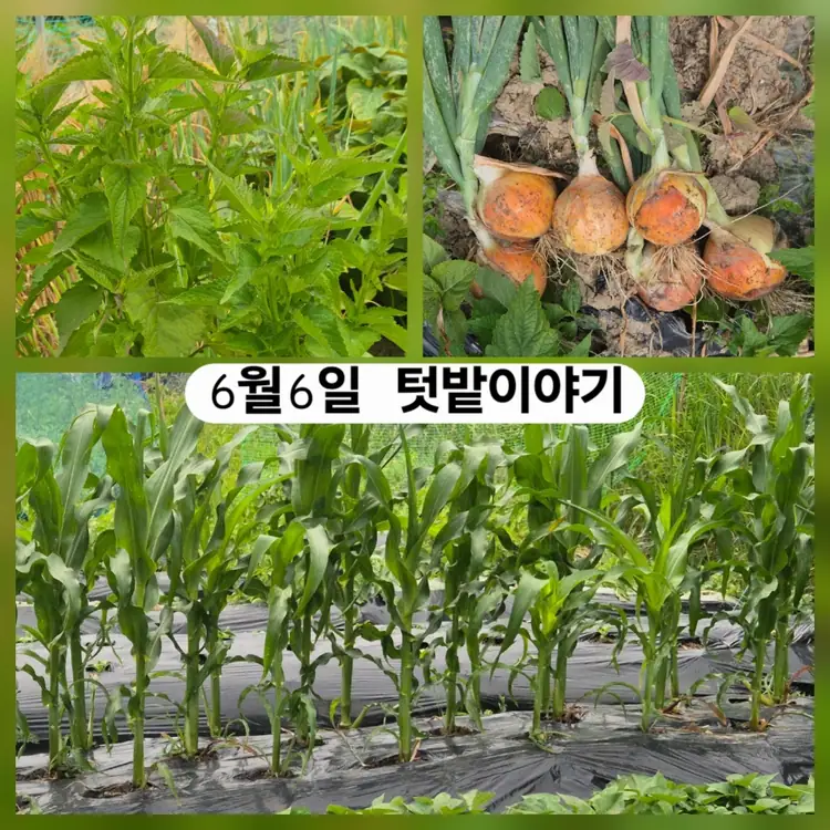 해원농장 사진 3