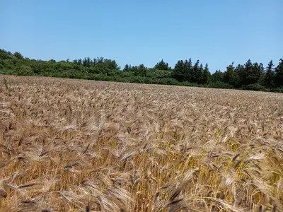 노단새미레몬농장