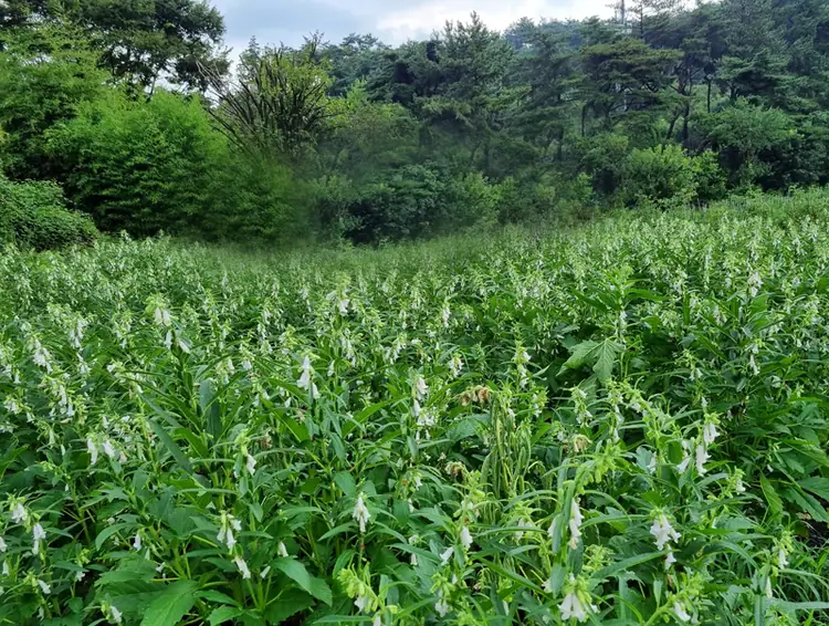 웰빙주말농장 사진 2