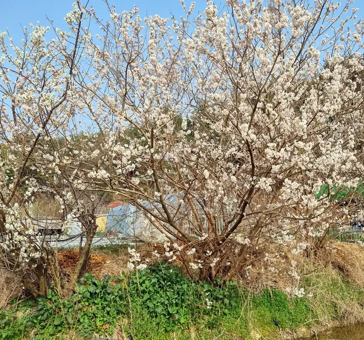 웰빙주말농장 사진 4
