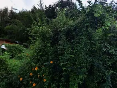 찰리농장