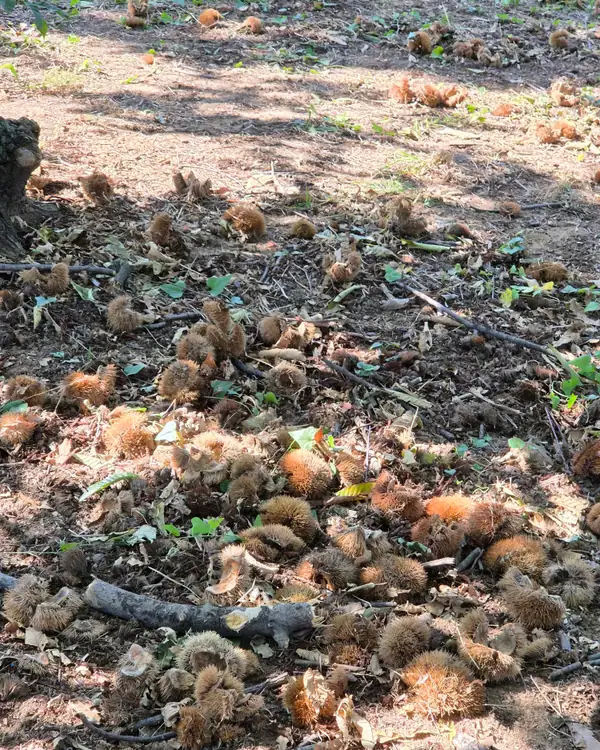 계수밤농장 사진 2