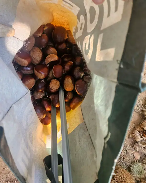 계수밤농장 사진 3
