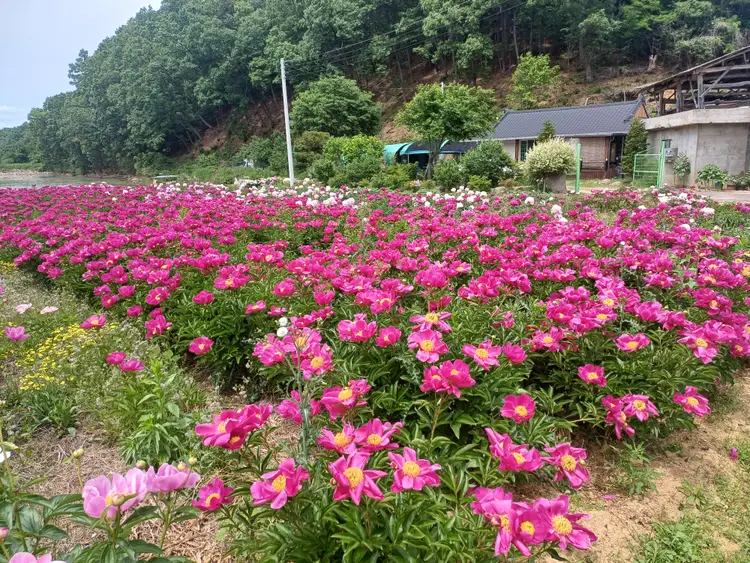 힐링팜 사진 3