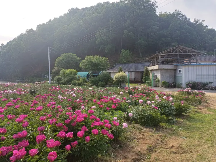 힐링팜 사진 4