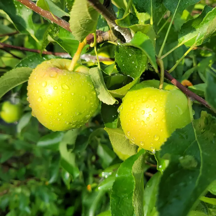 엘림농장 사진 5
