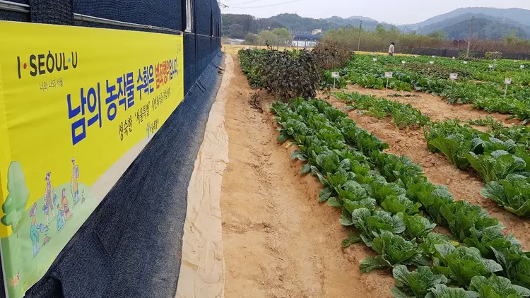 목감천친환경농장 사진 4