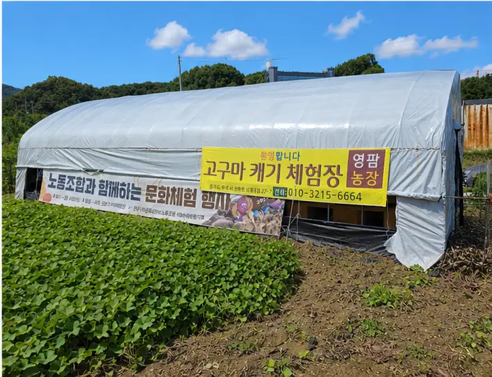 영팜고구마체험농장 사진 4