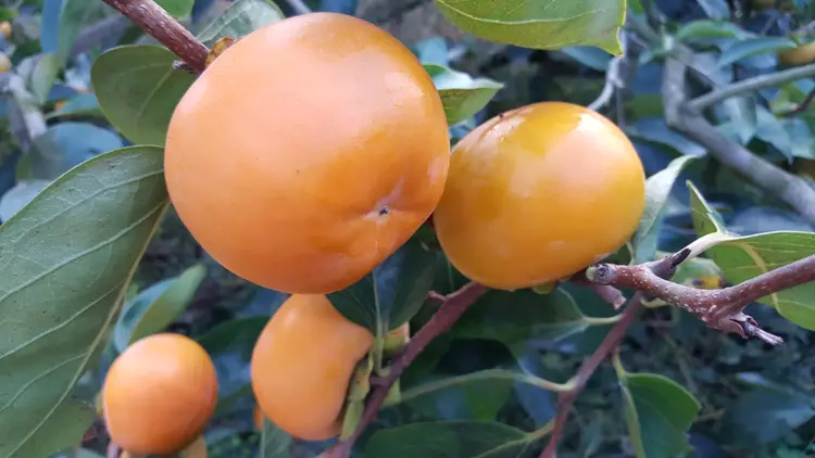 단감아빠 황현성농장 사진 2