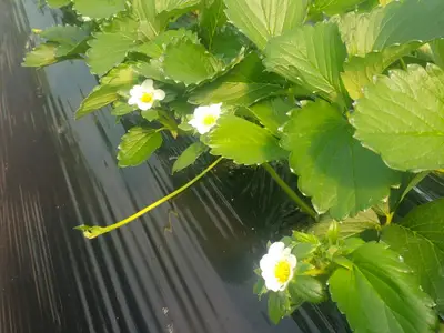 꼬마농장