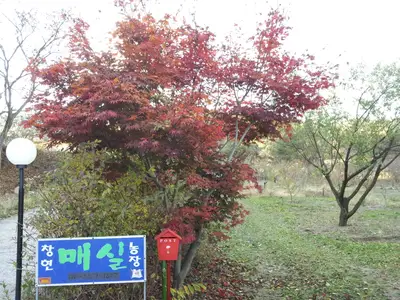 창현매실농장