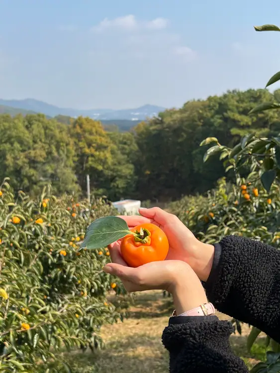 금드레 사진 4
