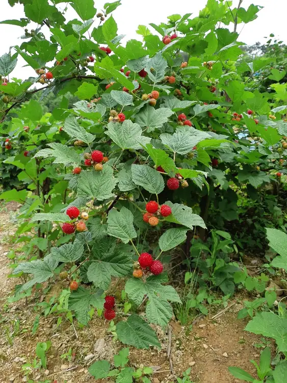 한솔농원 사진 2