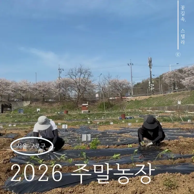 구로구주말농장 사진 5