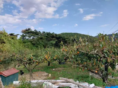 울산단감나무강씨네