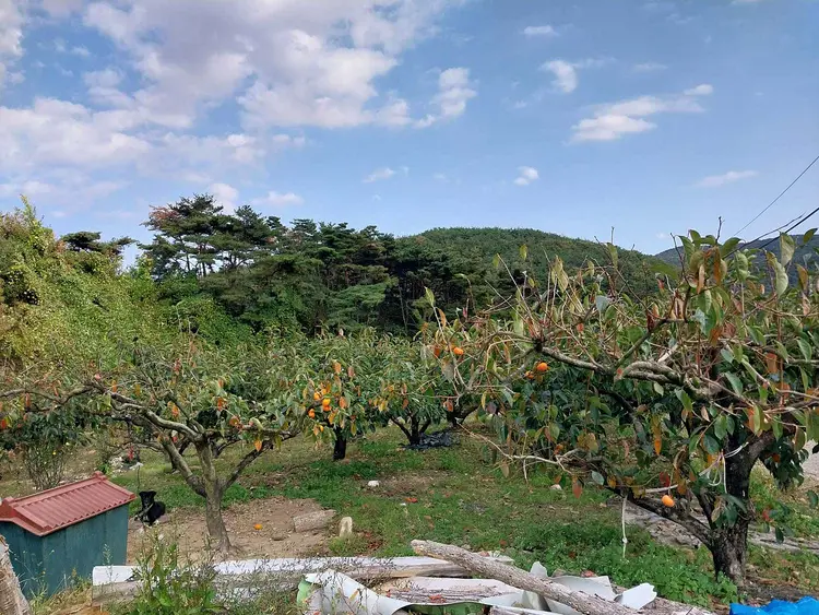울산단감나무강씨네 사진 1