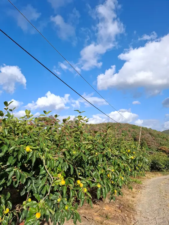 울산단감나무강씨네 사진 4