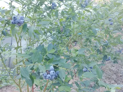 파인블루베리농장
