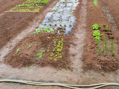 선학 주말농장