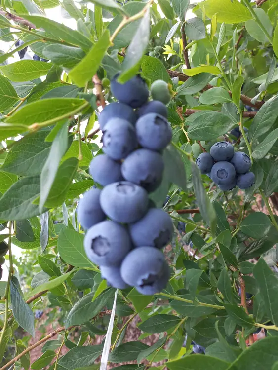 미래블루베리 사진 2