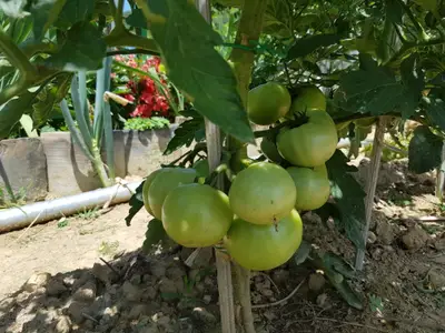 도란도란 주말농장