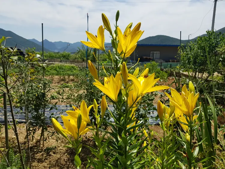 도란도란 주말농장 사진 2