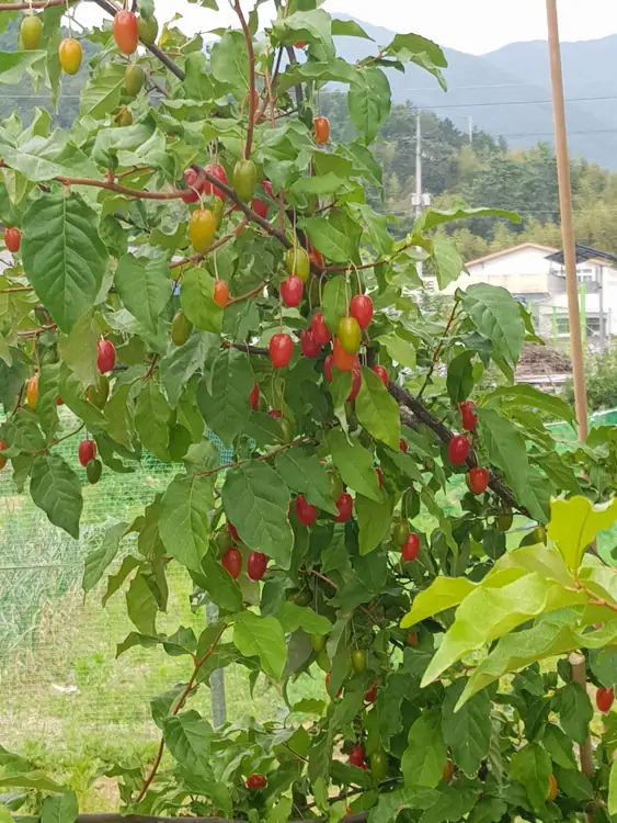 도란도란 주말농장 사진 5
