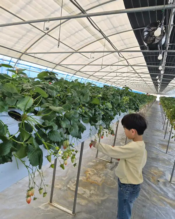머시머시체험농장 사진 4