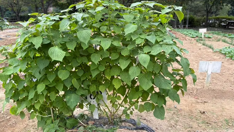 원두막주말농장 사진 4
