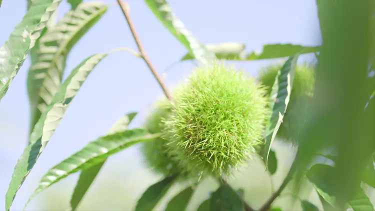 토실토실알밤농장 사진 2