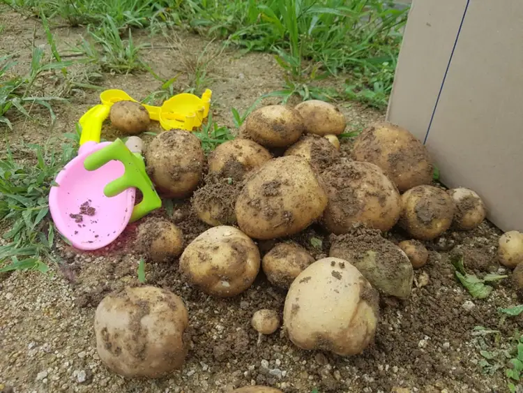 웰빙주말농장1농장 사진 3