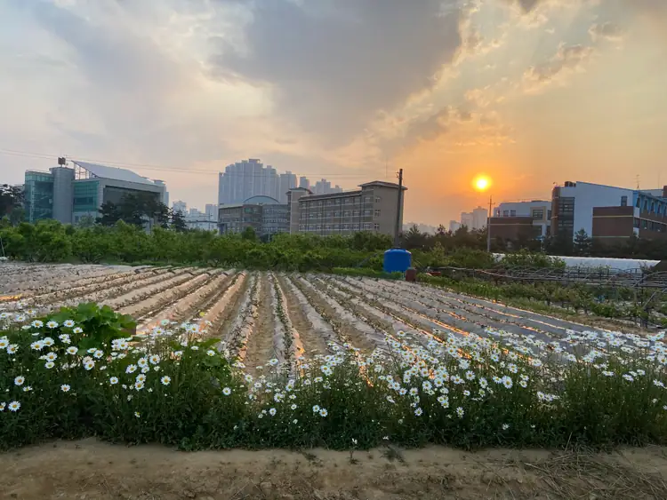 평화농장 사진 2