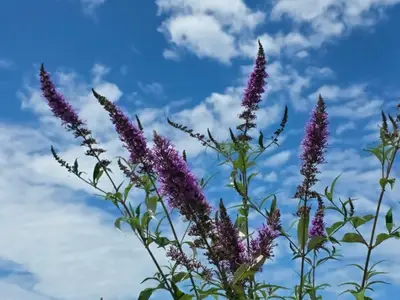 송산포도늘봄농장