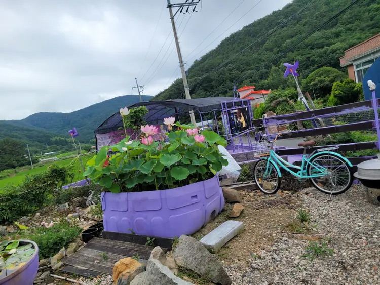 만개블루베리농장 사진 2