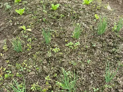 연꽃주말농장