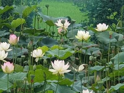 연꽃