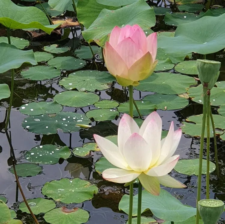 연꽃 사진 2
