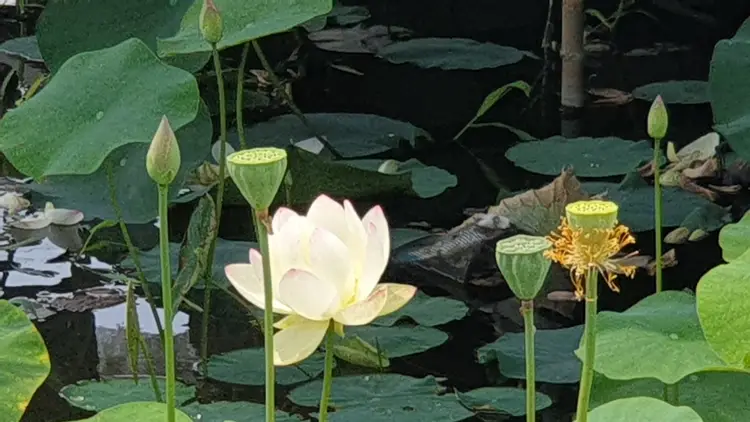 연꽃 사진 3