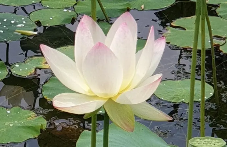 연꽃 사진 4