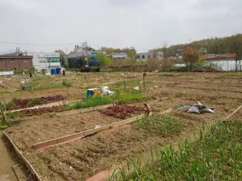 성일도시텃밭 사진 1