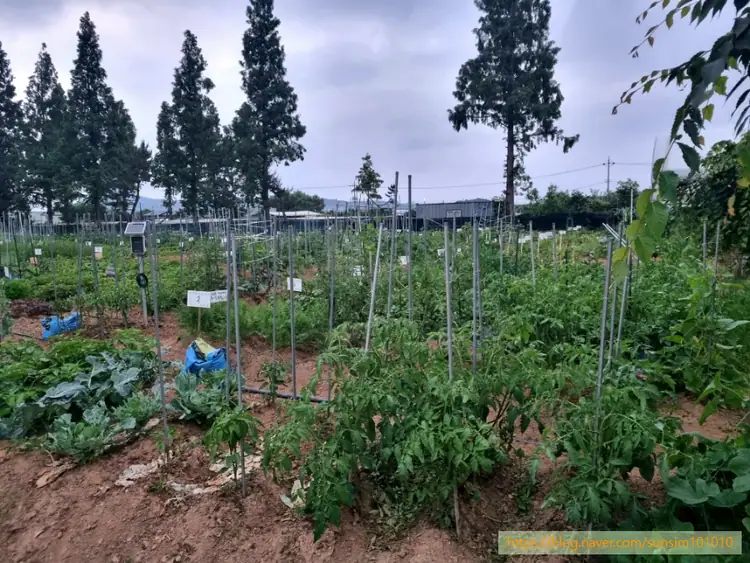 늘푸른주말농장 사진 1